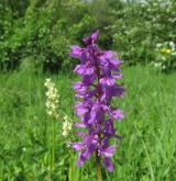 vstavač mužský <i>(Orchis mascula)</i> / Habitus