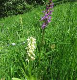 vstavač bledý <i>(Orchis pallens)</i> / Habitus