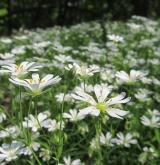 ptačinec velkokvětý <i>(Stellaria holostea)</i> / Porost