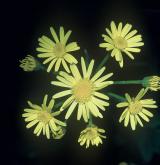 starček (pastarček) dlouholistý <i>(Tephroseris longifolia)</i> / Květ/Květenství
