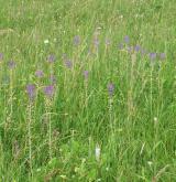 modřenec chocholatý <i>(Muscari comosum)</i> / Porost