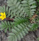 mochna husí <i>(Potentilla anserina)</i>