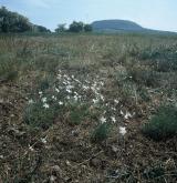 hvozdík písečný <i>(Dianthus arenarius)</i> / Habitus