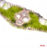 bezkolenec rákosovitý <i>(Molinia arundinacea)</i> / List