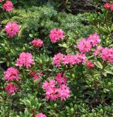pěnišník rezavý <i>(Rhododendron ferrugineum)</i> / Habitus