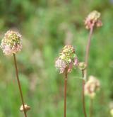 krvavec menší <i>(Sanguisorba minor)</i> / Květ/Květenství