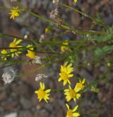 starček jarní <i>(Senecio vernalis)</i> / Květ/Květenství