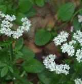 kozlík dvoudomý <i>(Valeriana dioica)</i>