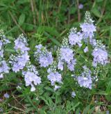 rozrazil rozprostřený <i>(Veronica prostrata)</i> / Habitus