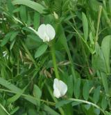 vikev žlutá <i>(Vicia lutea)</i> / Habitus