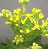 starček poříční <i>(Senecio sarracenicus)</i> / Květ/Květenství