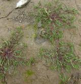kuřinka ostnosemenná <i>(Spergularia echinosperma)</i> / Habitus