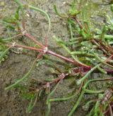 kuřinka ostnosemenná <i>(Spergularia echinosperma)</i> / Habitus