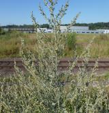 pelyněk pravý <i>(Artemisia absinthium)</i> / Habitus