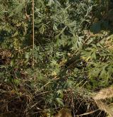 pelyněk pravý <i>(Artemisia absinthium)</i> / List