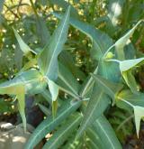 pryšec skočcový <i>(Euphorbia lathyris)</i> / Habitus