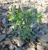 pryšec skočcový <i>(Euphorbia lathyris)</i> / Habitus