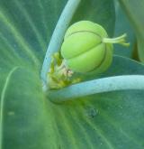 pryšec skočcový <i>(Euphorbia lathyris)</i> / Plod