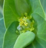 pryšec skočcový <i>(Euphorbia lathyris)</i> / Květ/Květenství
