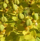 pryšec sivý <i>(Euphorbia seguieriana)</i> / Plod
