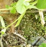 kozlíček kýlnatý <i>(Valerianella carinata)</i>