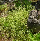 kozlíček kýlnatý <i>(Valerianella carinata)</i> / Habitus