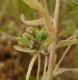 pryšec drobný <i>(Euphorbia exigua)</i> / Plod