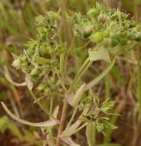 pryšec drobný <i>(Euphorbia exigua)</i> / Plod