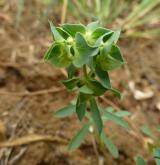 pryšec srpovitý <i>(Euphorbia falcata)</i> / Habitus