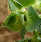 pryšec srpovitý <i>(Euphorbia falcata)</i>
