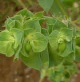pryšec srpovitý <i>(Euphorbia falcata)</i>