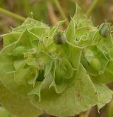 pryšec srpovitý <i>(Euphorbia falcata)</i> / Plod