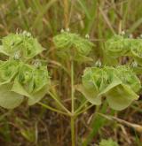 pryšec srpovitý <i>(Euphorbia falcata)</i> / Květ/Květenství