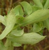 pryšec srpovitý <i>(Euphorbia falcata)</i> / List