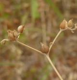 kozlíček štěrbinatý <i>(Valerianella rimosa)</i> / Květ/Květenství