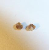 kozlíček štěrbinatý <i>(Valerianella rimosa)</i> / Plod