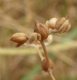 kozlíček štěrbinatý <i>(Valerianella rimosa)</i>