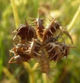 pryskyřník rolní <i>(Ranunculus arvensis)</i> / Plod