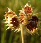 pryskyřník rolní <i>(Ranunculus arvensis)</i> / Plod