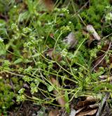 kozlíček polníček <i>(Valerianella locusta)</i> / Habitus