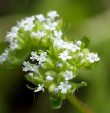 kozlíček polníček <i>(Valerianella locusta)</i> / Květ/Květenství