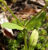 kozlíček polníček <i>(Valerianella locusta)</i> / List