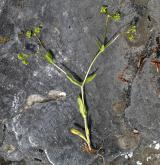 kozlíček polníček <i>(Valerianella locusta)</i> / Habitus