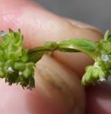 kozlíček polníček <i>(Valerianella locusta)</i> / Plod