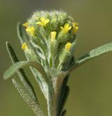 tařice kališní <i>(Alyssum alyssoides)</i> / Květ/Květenství