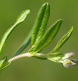 devaterník velkokvětý <i>(Helianthemum grandiflorum)</i> / Habitus