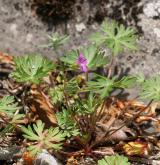 kakost holubičí <i>(Geranium columbinum)</i>