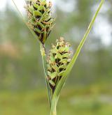 ostřice Buxbaumova <i>(Carex buxbaumii)</i> / Květ/Květenství