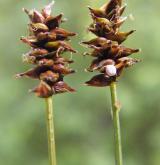 ostřice dvoudomá <i>(Carex dioica)</i> / Květ/Květenství