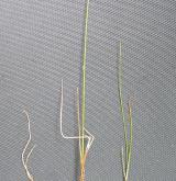 ostřice dvoudomá <i>(Carex dioica)</i> / Habitus